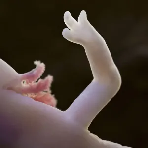 Print of Olm front limb with three toes Print of Olm front limb with three toes
