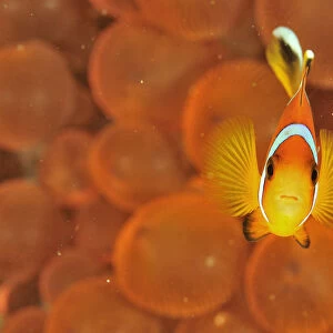 Oman anemonefish / clownfish (Amphiprion omanensis) in a a Bulb-tentacle sea anemone