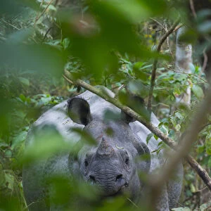 One-horned Asian rhinoceros (Rhinoceros unicornis), Chitwan National Park, Inner Terai lowlands