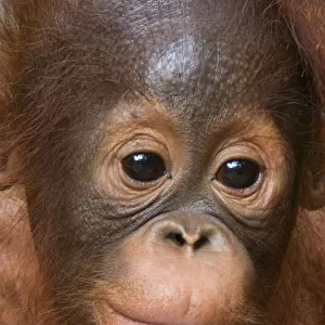 Orang utan baby (Pongo pygmaeus) head portrait, Semengoh Nature reserve, Sarawak