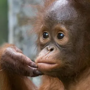 Orangutan Baby Print, Holding Fingers to Mouth Orangutan Baby Print, Holding Fingers to Mouth