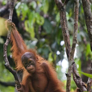 Orang utan (Pongo pygmaeus) baby climbing in branches of tree, Semengoh Nature reserve