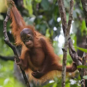 Orang utan (Pongo pygmaeus) baby climbing in branches of tree, Semengoh Nature reserve Orang utan (Pongo pygmaeus) baby climbing in branches of tree, Semengoh Nature reserve