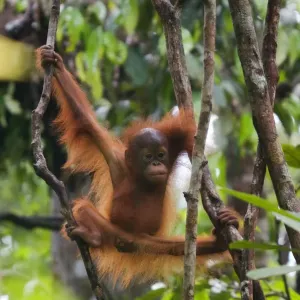 Orangutan Baby Climbing Tree Print Orangutan Baby Climbing Tree Print