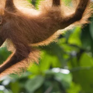 Orang utan (Pongo pygmaeus) baby climbing in trees, Semengoh Nature reserve, Sarawak