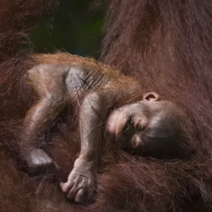 Orangutan Print: Baby Sleeping in Adult's Arms Orangutan Print: Baby Sleeping in Adult's Arms