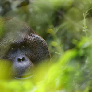 Orang utan (Pongo pygmaeus) head portrait of dominant male Richie, Semengoh Nature reserve