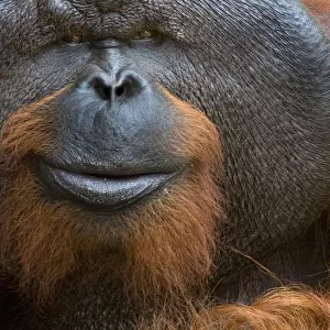 Orang utan (Pongo pygmaeus) head portrait of dominant male called Aman