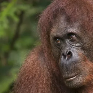 Orang utan (Pongo pygmaeus) head portrait, Semengoh Nature reserve, Sarawak, Borneo Orang utan (Pongo pygmaeus) head portrait, Semengoh Nature reserve, Sarawak, Borneo