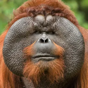 Orang utan (Pongo pygmaeus) head portrait of dominant male called Aman Orang utan (Pongo pygmaeus) head portrait of dominant male called Aman