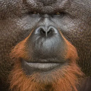 Orang utan (Pongo pygmaeus) head portrait of dominant male called Aman Orang utan (Pongo pygmaeus) head portrait of dominant male called Aman