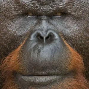 Orang utan (Pongo pygmaeus) head portrait of dominant male called Aman Orang utan (Pongo pygmaeus) head portrait of dominant male called Aman
