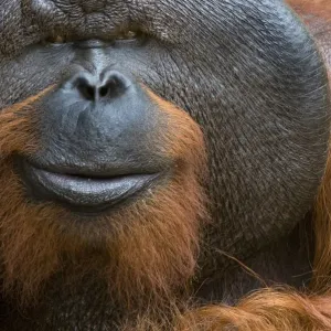 Orang utan (Pongo pygmaeus) head portrait of dominant male called Aman Orang utan (Pongo pygmaeus) head portrait of dominant male called Aman