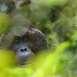 Orangutan Head Print of Dominant Male Richie Orangutan Head Print of Dominant Male Richie