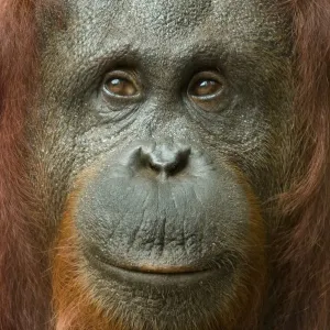 Orangutan Female Head Print, Semengoh Nature Reserve Orangutan Female Head Print, Semengoh Nature Reserve