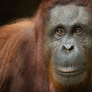 Orang utan (Pongo pygmaeus) head portrait of female, Semengoh Nature reserve, Sarawak