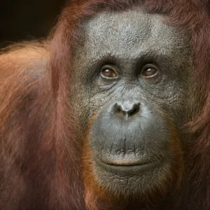 Orang utan (Pongo pygmaeus) head portrait of female, Semengoh Nature reserve, Sarawak