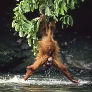 Orang-Utan Print: Head-First Water Entry Orang-Utan Print: Head-First Water Entry