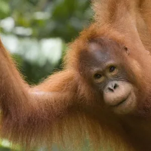 Orang Utan Print, Semengoh Nature Reserve Orang Utan Print, Semengoh Nature Reserve