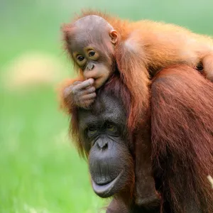 Orang utan (Pongo pygmaeus pygmaeus) mother with baby climbing on her back, occurs in Borneo