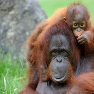 Orang utan (Pongo pygmaeus pygmaeus) portrait of mother with baby, occurs in Borneo