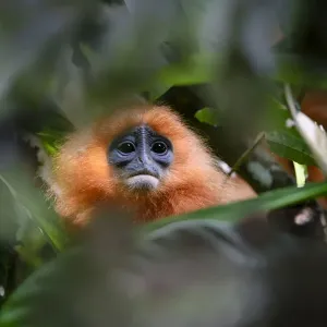 L'orang langur rosso (Presbytis rubicunda chrysea) in sottobosco della foresta pluviale. Danum Valley, Sabah, Borneo, Malaysia. L'orang langur rosso (Presbytis rubicunda chrysea) in sottobosco della foresta pluviale. Danum Valley, Sabah, Borneo, Malaysia.