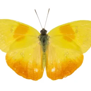 Orange-barred sulphur butterfly (Phoebis philea) pe. Costa Rica Orange-barred sulphur butterfly (Phoebis philea) pe. Costa Rica