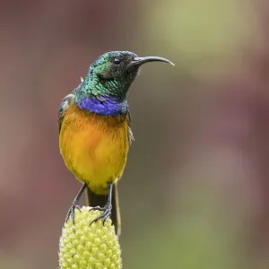 Orange-breasted sunbird (Anthobaphes violacea), Kirstenbosch National Botanical Garden Orange-breasted sunbird (Anthobaphes violacea), Kirstenbosch National Botanical Garden
