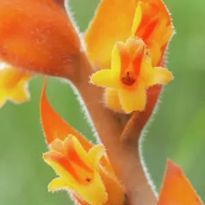 Orange Dichromanthus Orchid Print Orange Dichromanthus Orchid Print