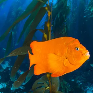 Orange garibaldi damselfish (Hypsypops rubicundus) in a giant kelp (Macrocystis pyrifera