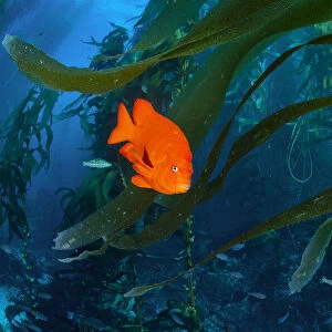 Orange Garibaldi damselfish (Hypsypops rubicundus) in a giant kelp (Macrocystis pyrifera