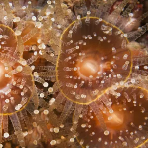 Orange jewel anemones (Corynactis viridis) Sula Sgeir, Scotland, UK, February