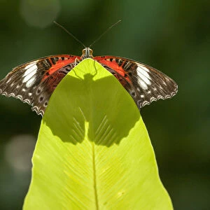 An Orange lacewing butterfly (Cethosia penthesilea), Cairns Botanical Gardens, Queensland