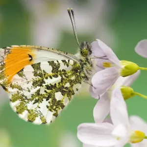 Orange Tip (Anthocaris cardamines) Male at rest on Cuckoo flower / Ladys smock Orange Tip (Anthocaris cardamines) Male at rest on Cuckoo flower / Ladys smock