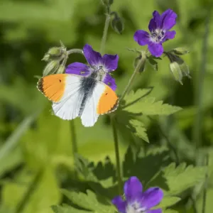 Orange-tip (Anthocharis cardamines), male feeding from Wood Cranesbill (Geranium sylvaticum) Orange-tip (Anthocharis cardamines), male feeding from Wood Cranesbill (Geranium sylvaticum)