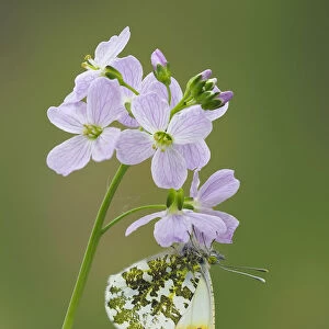Orange tip butterfly (Anthocaris cardamines) on Cuckoo flower / Lady