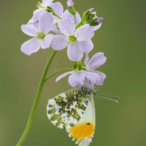 Papillon à tète orange (Anthocaris cardamines) sur la fleur de Cuculon / Dame. Papillon à tète orange (Anthocaris cardamines) sur la fleur de Cuculon / Dame.