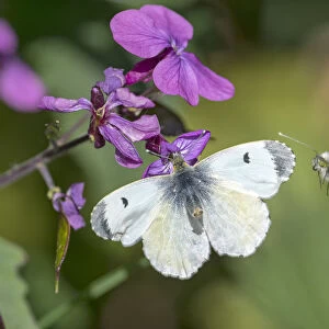 Orange tip butterfly (Anthocharis cardamines) female and male, visiting Honesty flower