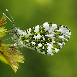Orange-tip butterfly (Anthocharis cardamines) male resting on a leaf wings closed