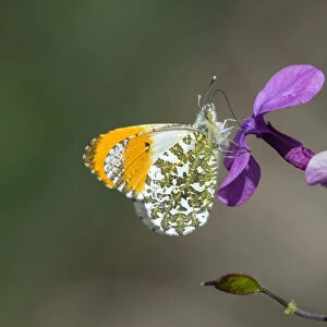 Orange tip butterfly (Anthocharis cardamines) male, visiting Herb Robert flower