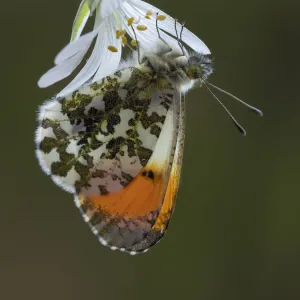 Orange tip butterfly (Anthocharis cardamines) male on Greater stitchwort flower in