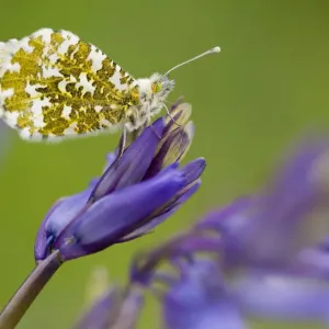 Orange Tip Butterfly (Anthocharis cardamines) female resting on bluebell, Lanhydrock woodland Orange Tip Butterfly (Anthocharis cardamines) female resting on bluebell, Lanhydrock woodland
