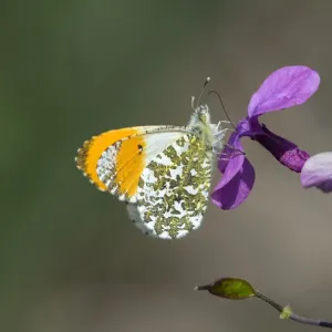 Orange tip butterfly (Anthocharis cardamines) male, visiting Herb Robert flower Orange tip butterfly (Anthocharis cardamines) male, visiting Herb Robert flower