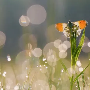 Orange Tip Butterfly Print: Male in Dappled Light Orange Tip Butterfly Print: Male in Dappled Light