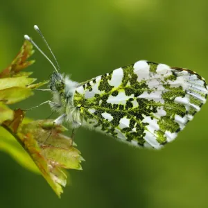 Orange-tip butterfly (Anthocharis cardamines) male resting on a leaf wings closed Orange-tip butterfly (Anthocharis cardamines) male resting on a leaf wings closed