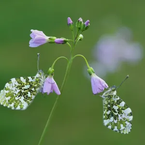 Two Orange tip butterfly (Anthocharis cardamines) roosting at dawn on Cuckooflower (Cardamine pratensis), one of its larval food plants. Hertfordshire, England. UK. May. Focus Stacked Two Orange tip butterfly (Anthocharis cardamines) roosting at dawn on Cuckooflower (Cardamine pratensis), one of its larval food plants. Hertfordshire, England. UK. May. Focus Stacked