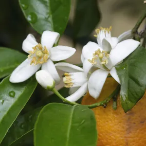 Orange tree (Citrus sinensis) flowers and fruit, Crete, Greece, April 2009