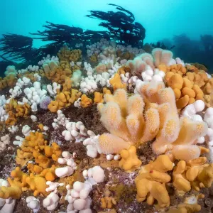 Orange and white soft coral print Orange and white soft coral print