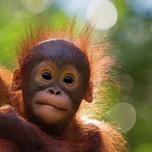 Orangutan baby (Pongo pygmaeus) head portrait of baby, Semengoh Nature reserve, Sarawak, Borneo, Malaysia. Endangered