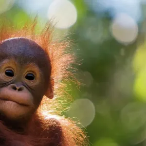 Baby Animals